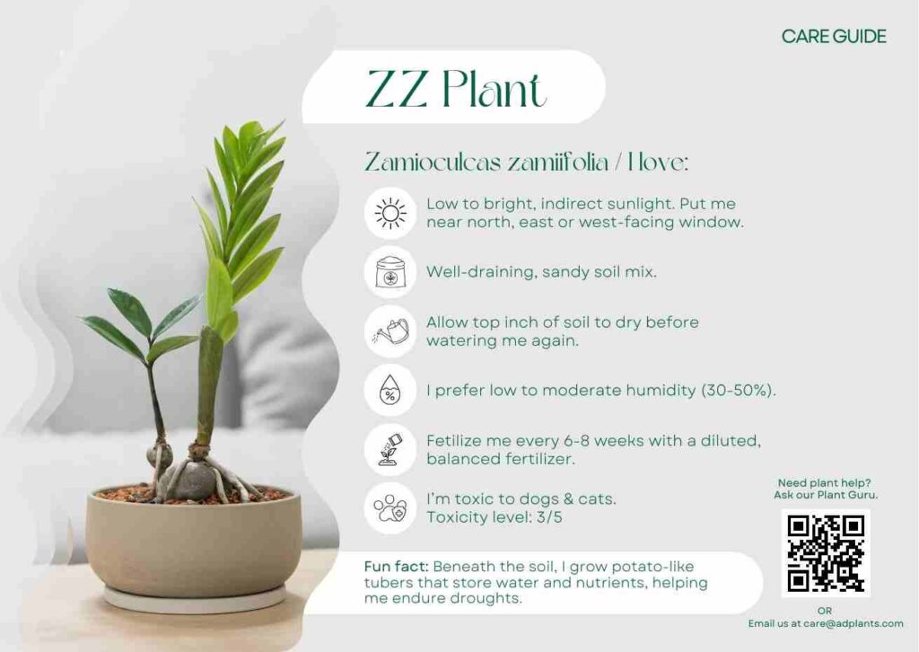 Plant Care Plant Care