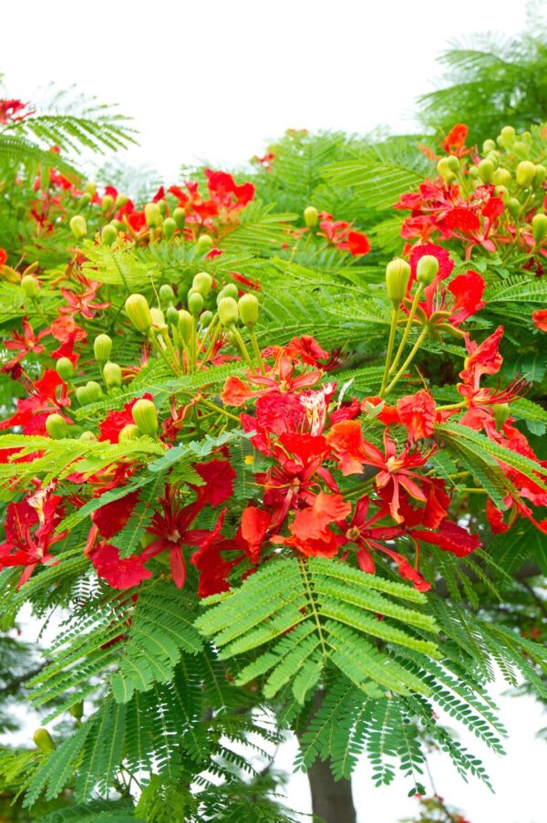 Delonix Regia