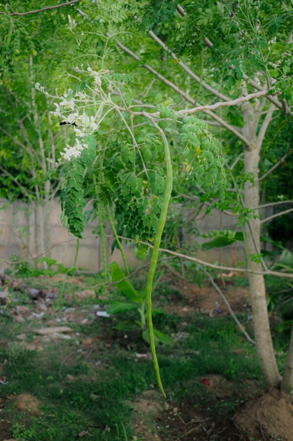 Moringa