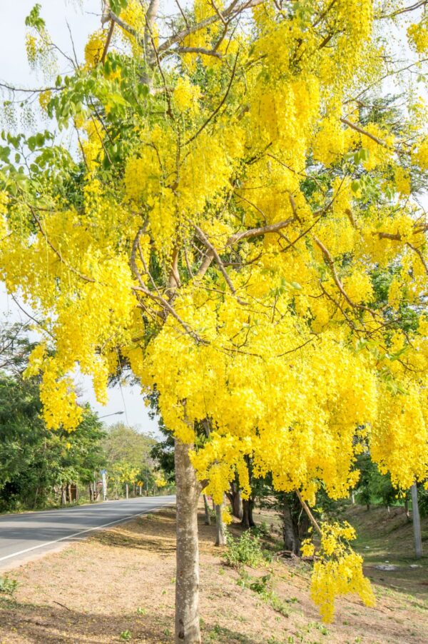 Golden Shower