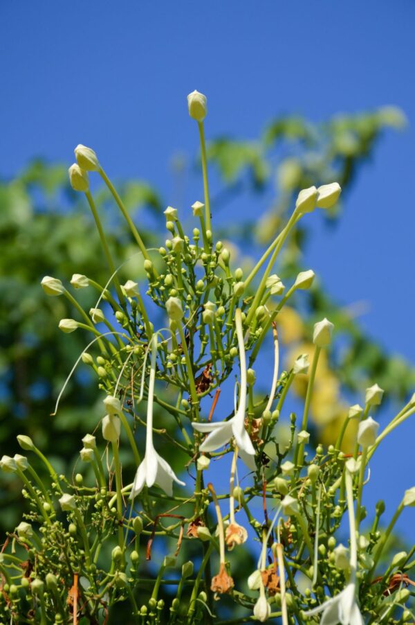 Millingtonia Hortensis