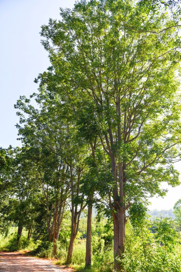 Neem Tree