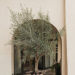 Olive Tree