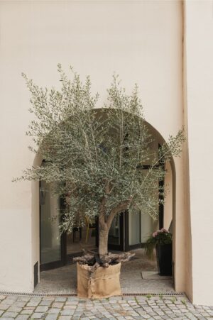 Olive Tree