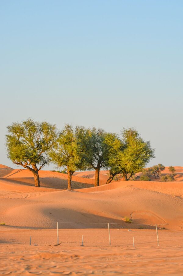 Ghaf Tree