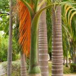 Buy Royal palm tree online in UAE with free delivery from adplants.com