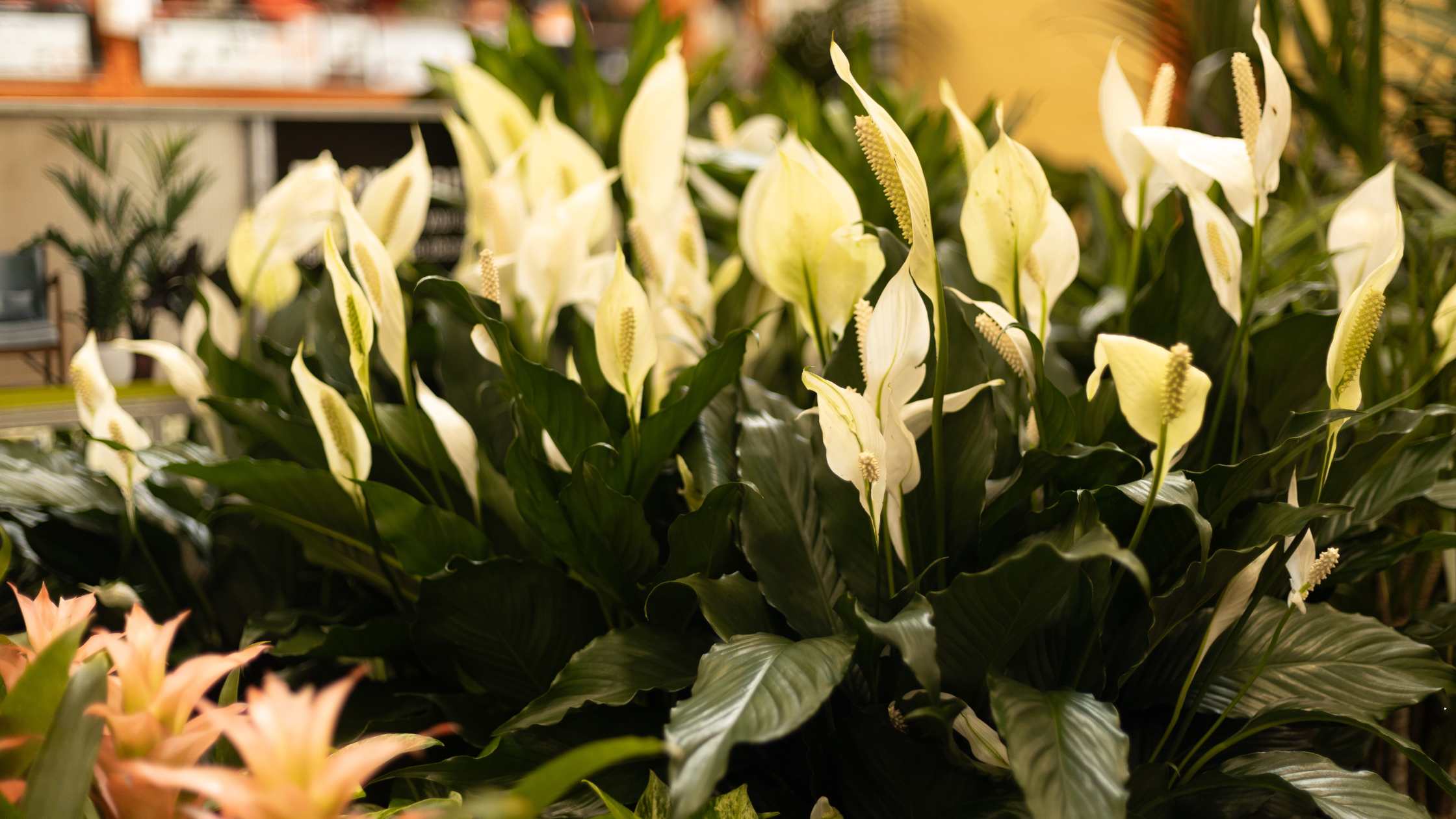 Spathiphyllum Wallisii: A Comprehensive Guide to Peace Lily Care and Benefits