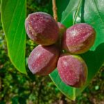 Transform your UAE garden with vibrant Indian Almond & Tropical Almond trees. Hardy, stunning, and perfect for shade & coastal areas. Order now!