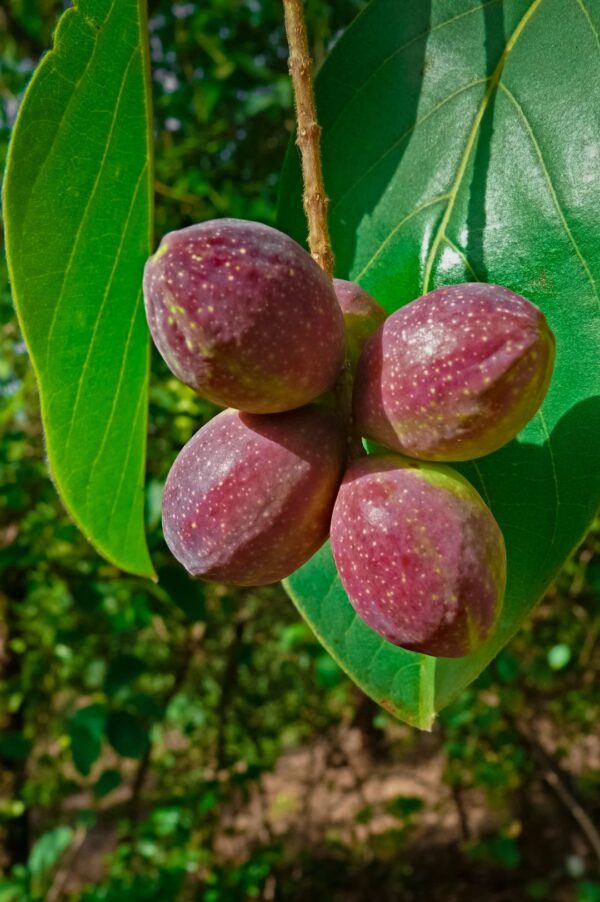 Transform your UAE garden with vibrant Indian Almond & Tropical Almond trees. Hardy, stunning, and perfect for shade & coastal areas. Order now!