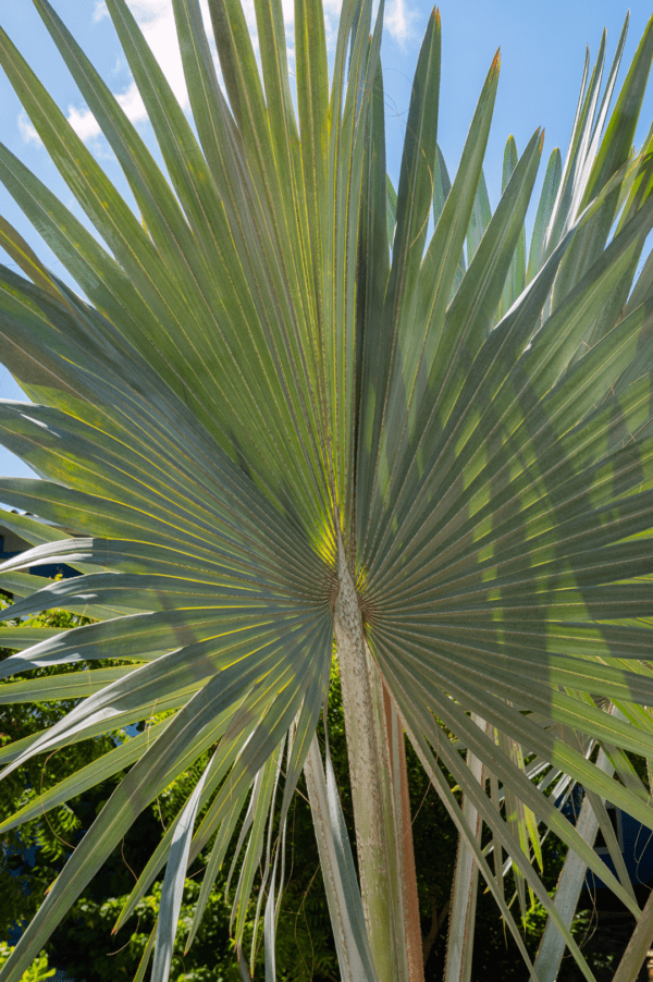 Buy Bismarckia palm tree Online in UAE with free delivery.