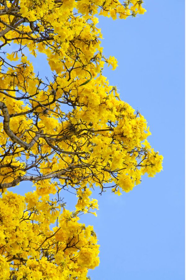 Tabebuia Argentea