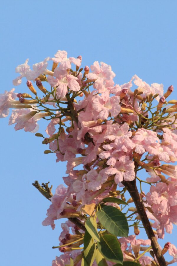 Tabebuia Rosea