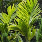 Buy Veitchia Palm tree online in UAE with free delivery