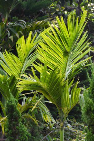 Buy Veitchia Palm tree online in UAE with free delivery