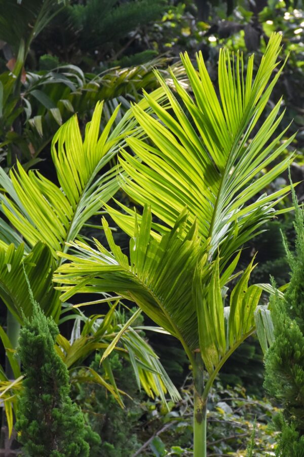 Buy Veitchia Palm tree online in UAE with free delivery