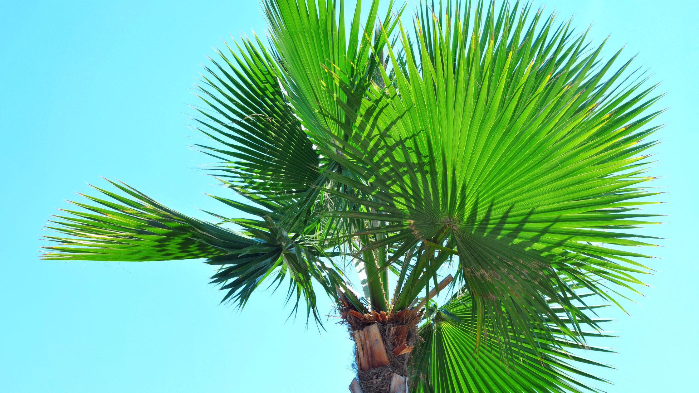 Washingtonia Palm: The Majestic Mexican Fan Palm for Your Garden and Landscape